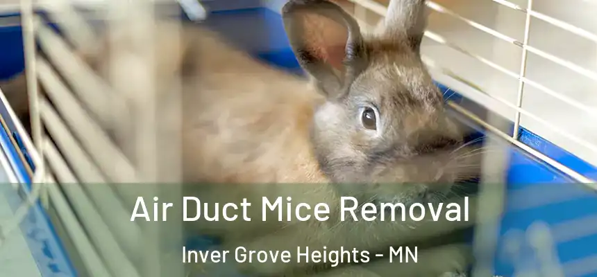  Air Duct Mice Removal Inver Grove Heights - MN